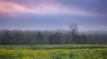 Early morning mist over blooming fields and distant woods, cloudy pastel sky