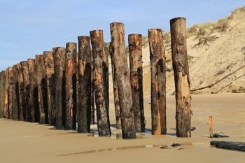 Wooden poles as wave breaker at the French coast