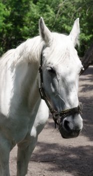 Head of a white horse on a background of trees