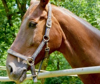 Horse head portrait outdoor sunlight