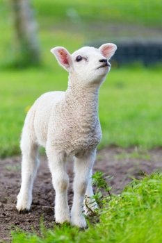 One white newborn lamb standing in green grass during spring season