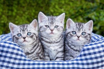 Three young british short hair black silver tabby spotted kittens sitting in checkered basket