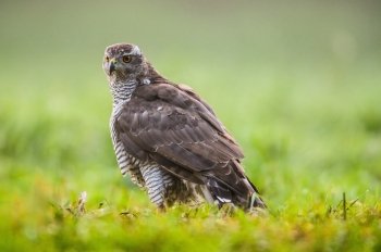 Goshawk (Accipiter gentilis) on the meadow in summer.Bory Tucholskie National Park in Poland.Horizontal view.