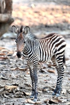 Close-up portrait of a baby Zebra