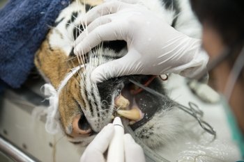 veterinarian is scaling tiger in animal hospital