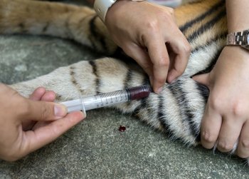 veterinarian treat the tiger in a zoo