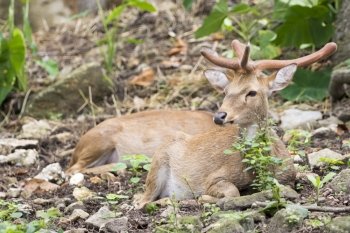 Image of young sambar deer relax on the ground.