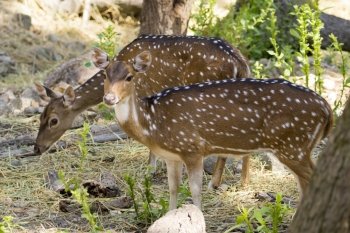 Image of a chital or spotted deer on nature background. wild animals.