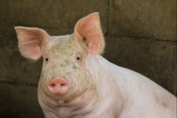 Image of a pig in the farm. Farm Animam.