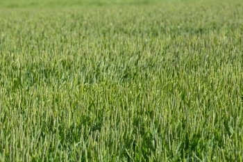 green wheat field - close up photo