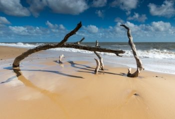 A close up view of a tree sinking into the sand at Southwold, Suffolk
