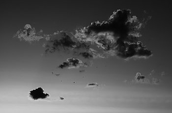 Horizontal black and white sunset cloudscape with flying birds b. Horizontal black and white sunset cloudscape with flying birds background backdrop