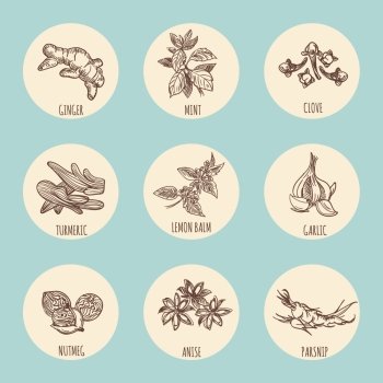Vintage style icons with popular hand drawn spices. Vintage style icons with popular hand drawn spices. Vector illustration