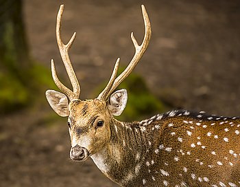 Spotted deer buck portrait image - Portrait with a young and people friendly axis deer buck living in the Wild Park from Pforzheim, Germany.