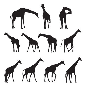 Set of black silhouettes of giraffes isolated on white bacground