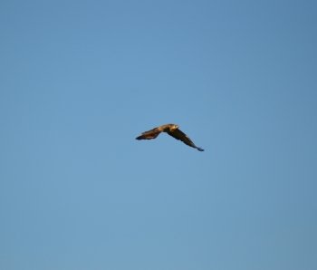 A raptor in flight in a blue sky in Belgium