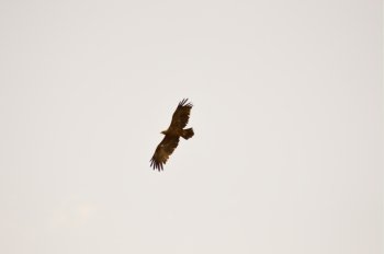 Theft of an abducting eagle . Theft of an abducting eagle in the savanna of West Tsavo Park in Kenya
