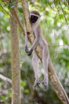 Monkey vervet in a relaxed position on a branch in Mombasa, Kenya