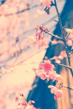 cherry blossom with blue sky background, soft focus.