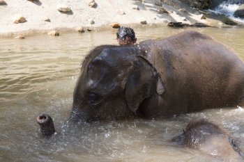 Chiang Mai, Thailand - November 26, 2016: man bathing with young asian elephant at elephant conservation park in Chiang Mai, Thailand on November 26, 2016.