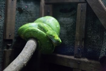 young green tree python snake on branch