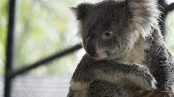 Koala bear sitting and embracing tree trunk