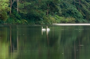 White swan and its mate are swimming at the lake in Pang Ung national park of Mae Hong Son province, Thailand, 9:16 widescreen