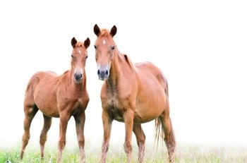 Brown mare and foal looking with suspicion on white background
