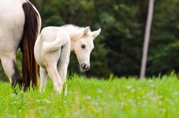 White horse foal looking with suspicion in the pasture of Thailand
