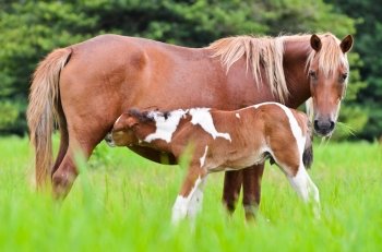 Horse foal suckling from mare in the pasture of Thailand
