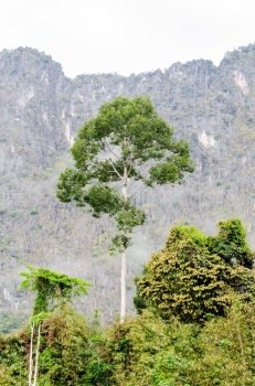 Tall trees in the tropical forests on mountains of Thailand.

