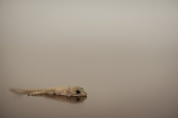 Lizard on a blur background