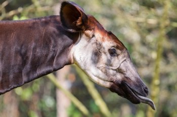 Close-up of an okapi eating, natural habitat