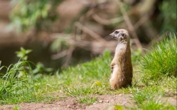 Meerkat portrait, on the watch in the green grass