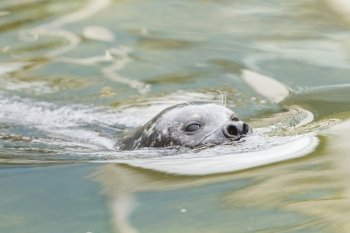 Adult grey seal swimming in the water