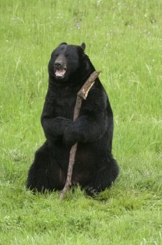 Happy black bear with stick on green grass in California
