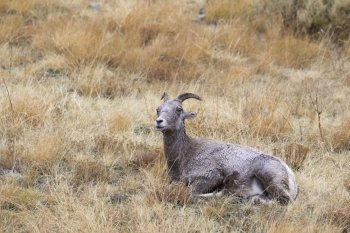 Nap time for bighorn sheep ewe, time to ruminate in grass