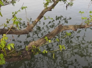 Tree branch in river. Tree branches in the river water with reflection