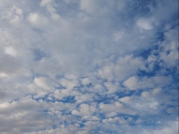 Blue sky with clouds background. Bird flying over blue sky with clouds