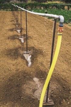 Agriculture watering tubes on the field