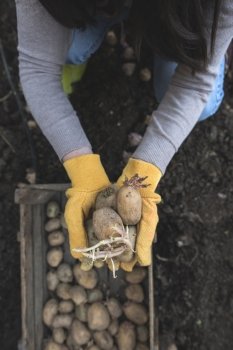 Planting potatoes in small bio garden.