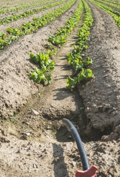 Watering tubes on lettuce field crops