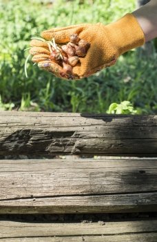 Hands hold plant bulbs in a garden. Daylight