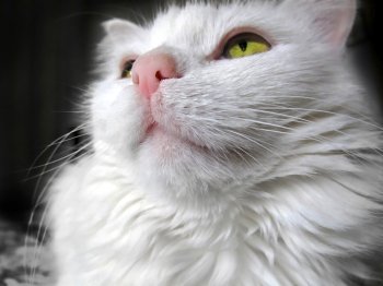 Portrait of a white cat with green eyes looking up, close-up