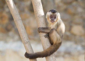 Capuchin monkey sitting on the tree