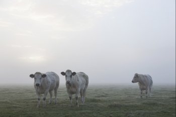 three white meat cows in early moring misty meadow in the netherlands