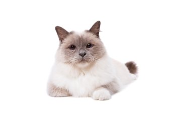 Birman cat with blue eyes. Birman cat with blue eyes in front of a white background
