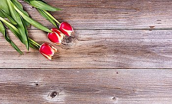 Tulips on rustic wood in upper left corner of frame. Overhead view. 