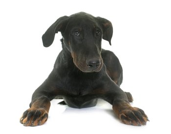 puppy beauceron dog in front of white background