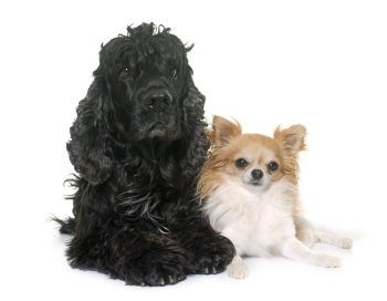 black american cocker and chihuahua in front of white background